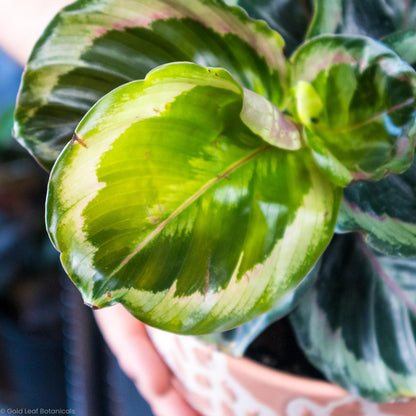 Calathea Shinestar - Gold Leaf Botanicals