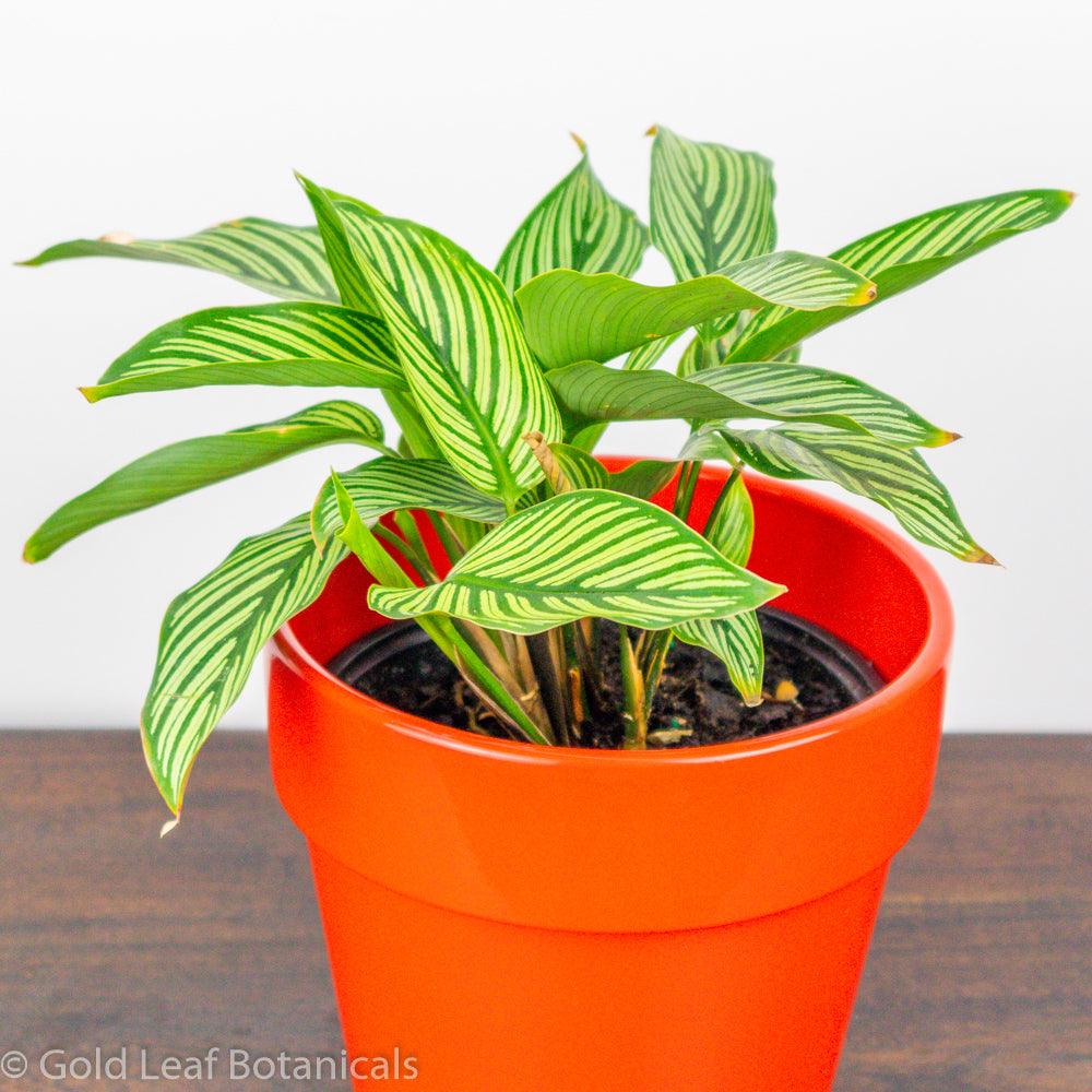 Buy Calathea Vittata