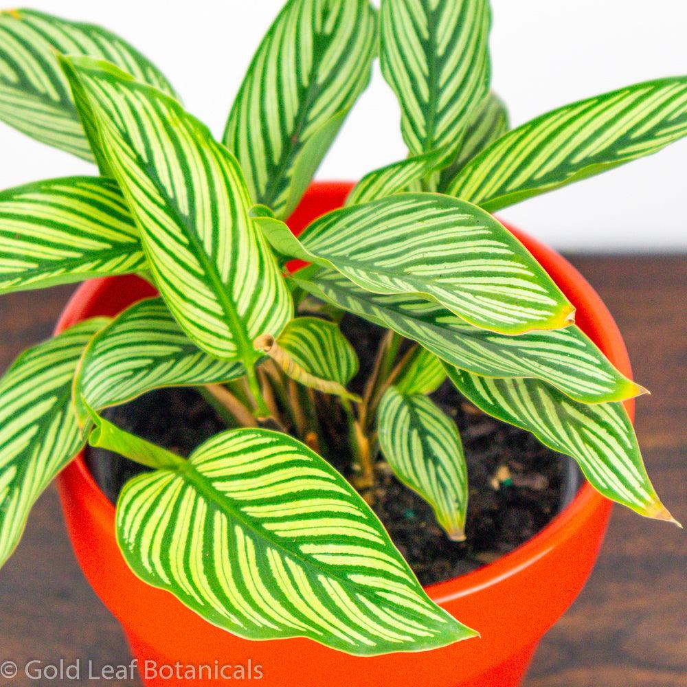 Calathea Vittata For Sale