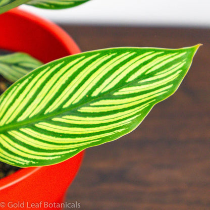 Calathea Vittata Ontario Canada