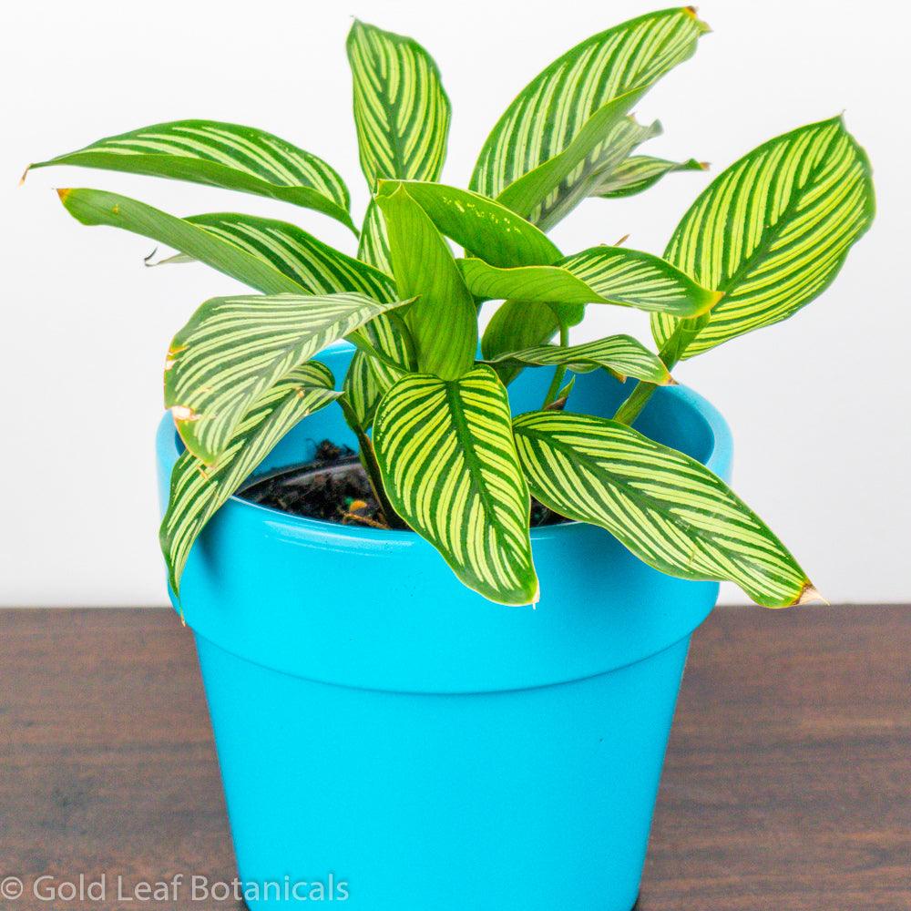 Calathea Vittata Sun