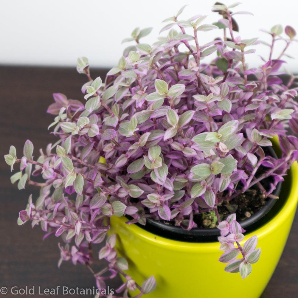 Callisia Repens "Pink Lady" (Turtle Vine) - Gold Leaf Botanicals