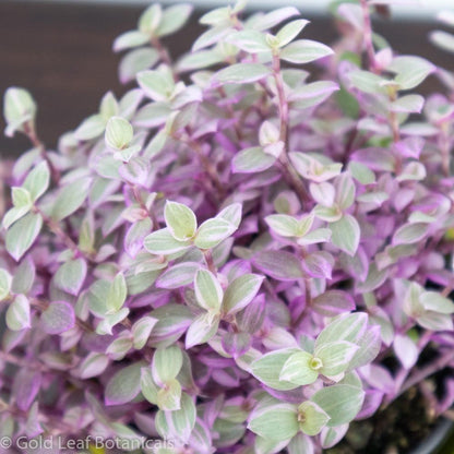 Callisia Repens "Pink Lady" (Turtle Vine) - Gold Leaf Botanicals