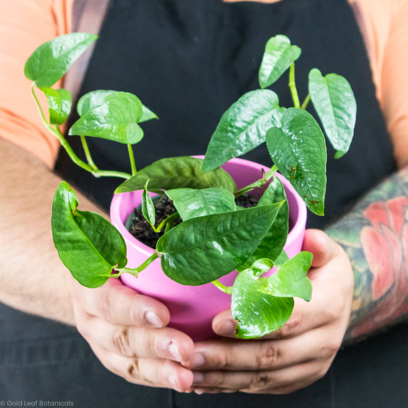 Cebu Blue Pothos (Epipremnum pinnatum)