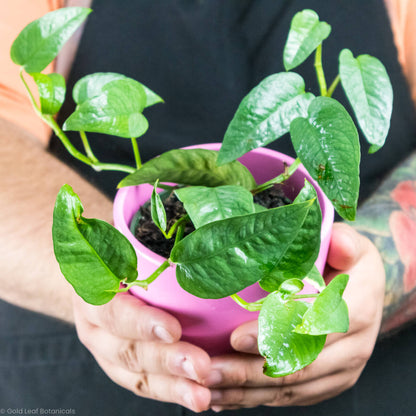 Cebu Blue Pothos (Epipremnum pinnatum)