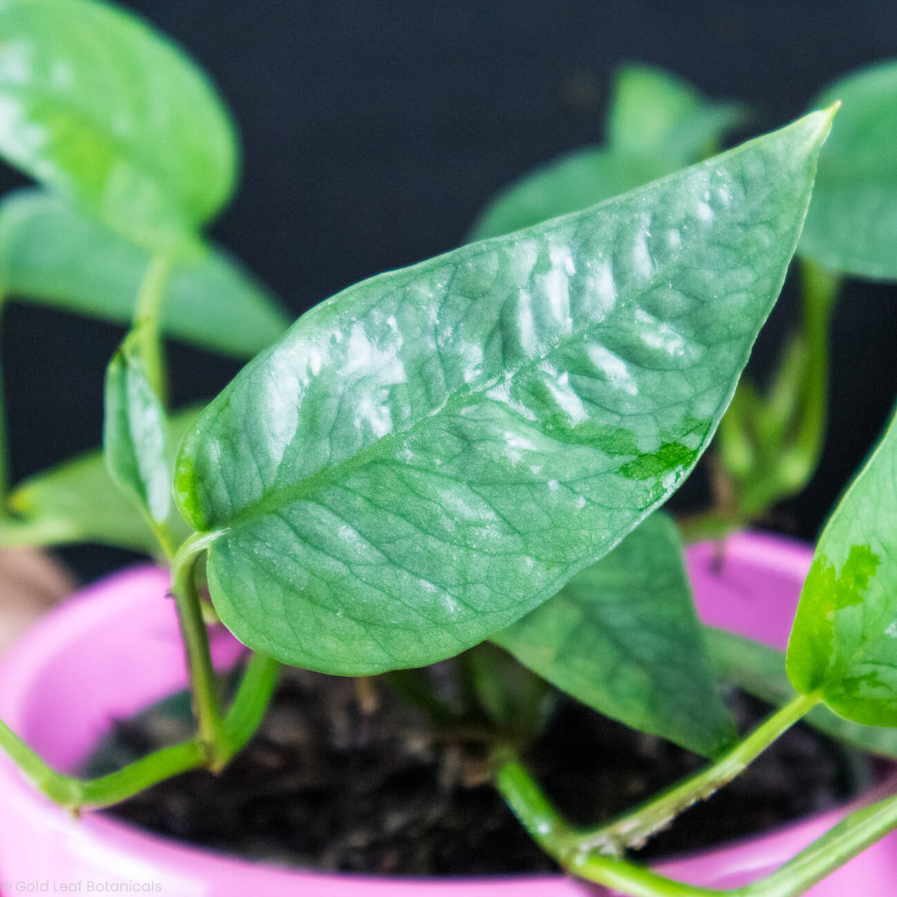 Cebu Blue Pothos (Epipremnum pinnatum)