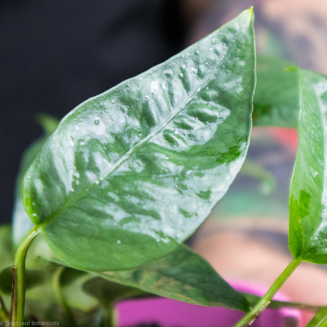 Cebu Blue Pothos (Epipremnum pinnatum)