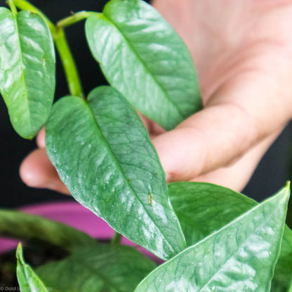 Cebu Blue Pothos (Epipremnum pinnatum)