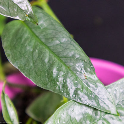 Cebu Blue Pothos (Epipremnum pinnatum)