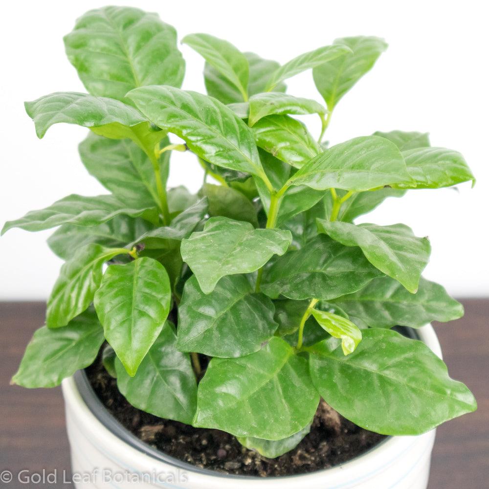 Coffee Plant (Coffea Arabica) - Gold Leaf Botanicals