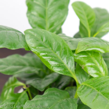 Coffee Plant (Coffea Arabica) - Gold Leaf Botanicals