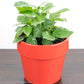 Coffee Plant (Coffea Arabica) - Gold Leaf Botanicals
