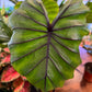 Colocasia Pharaoh’s Mask For Sale