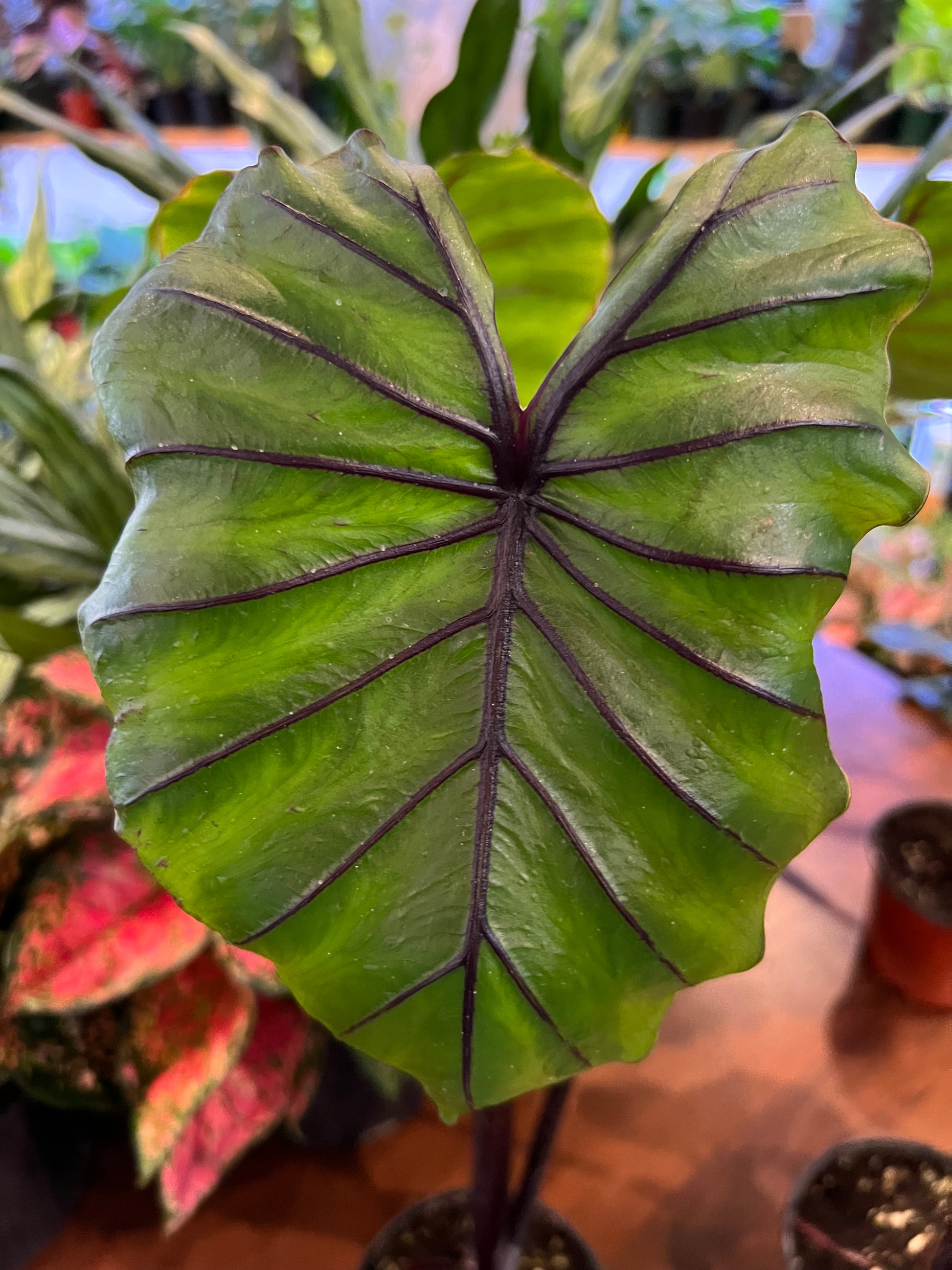 Colocasia Pharaoh’s Mask For Sale