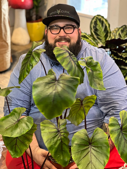 Pharaoh’s Mask Colocasia For Sale