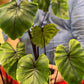 Buy a Colocasia Pharaoh’s Mask For Sale