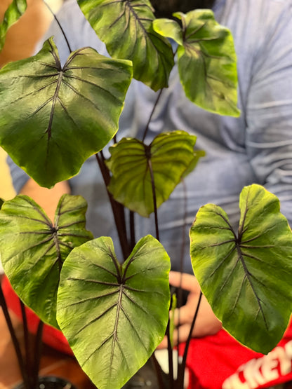 Buy a Colocasia Pharaoh’s Mask For Sale