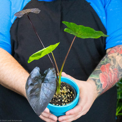 Colocasia Painted Black - Gold Leaf Botanicals