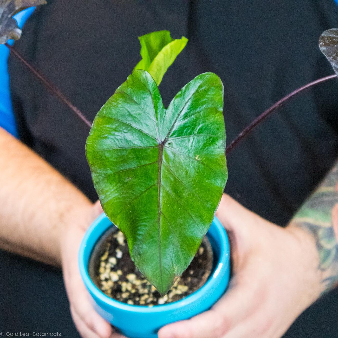 Colocasia Painted Black - Gold Leaf Botanicals