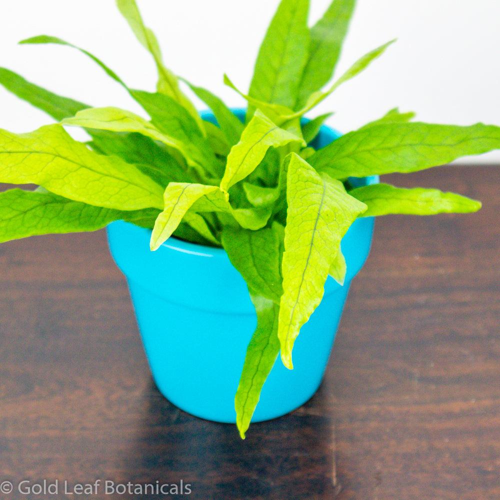 Crocodile Fern - Gold Leaf Botanicals