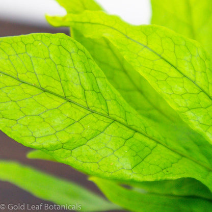 Crocodile Fern - Gold Leaf Botanicals