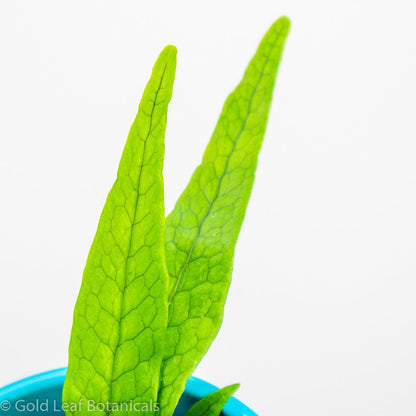 Crocodile Fern - Gold Leaf Botanicals