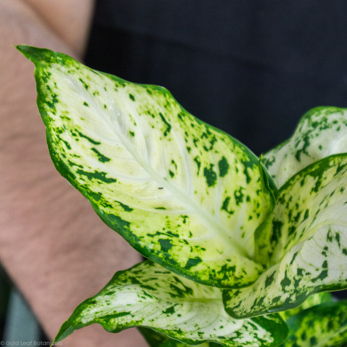 buy a Dieffenbachia Amy