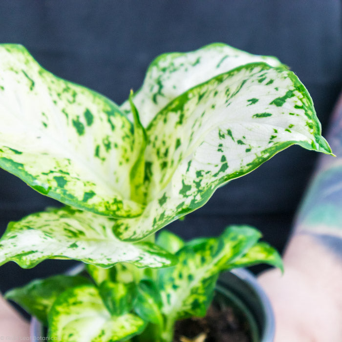 leaf on a Dieffenbachia Amy