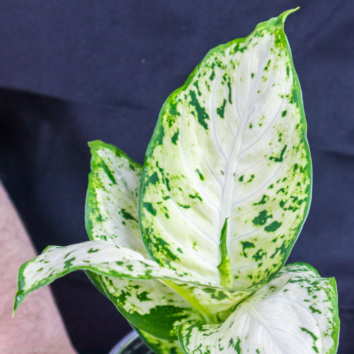 Dieffenbachia Amy leaf close up