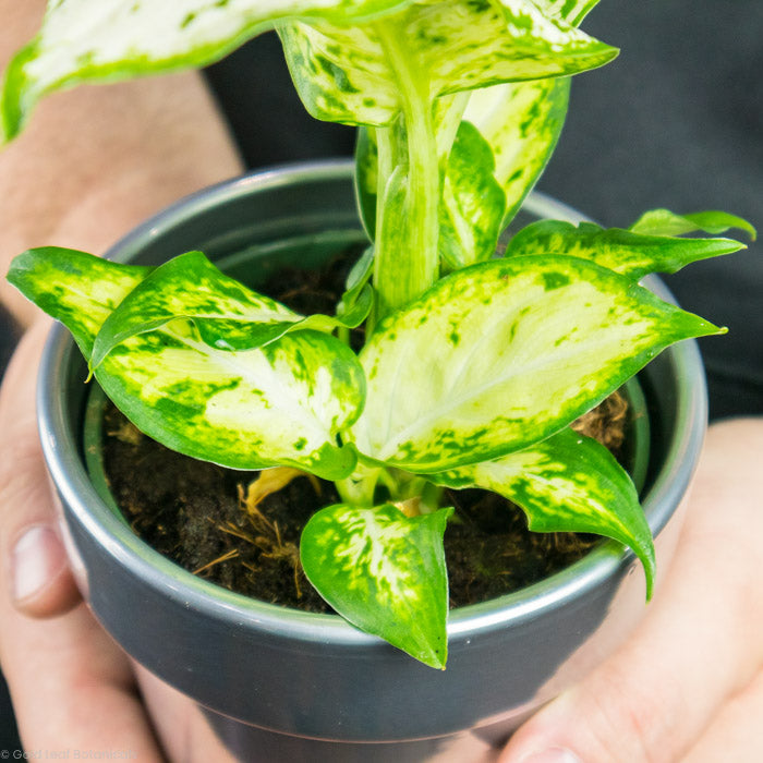 close up of Dieffenbachia Amy