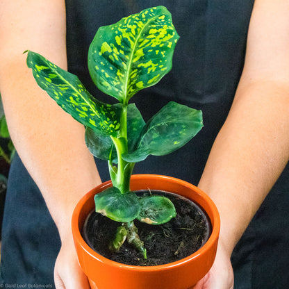 reflector dieffenbachia Dieffenbachia Reflector Care