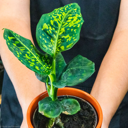 buy a Dieffenbachia Reflector