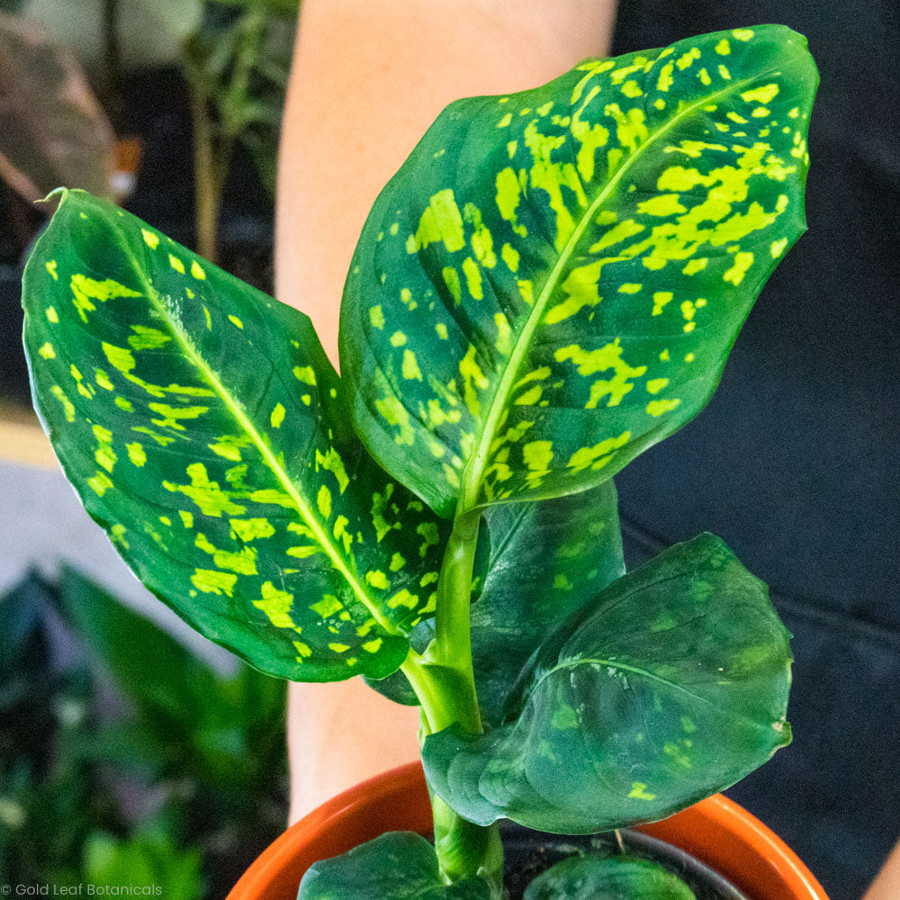 Dieffenbachia Reflector Plant Care