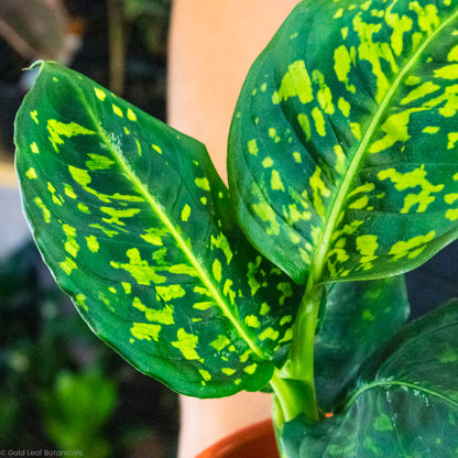 Dieffenbachia Reflector Sun and water