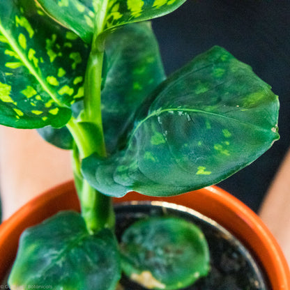 dieffenbachia reflector light Dieffenbachia Reflector Care