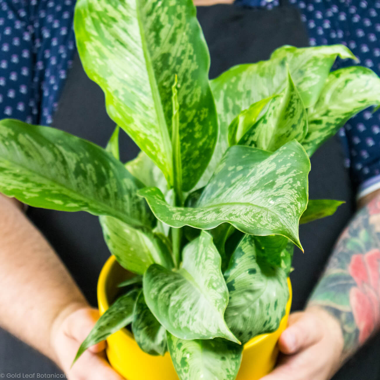 Dieffenbachia Tiki