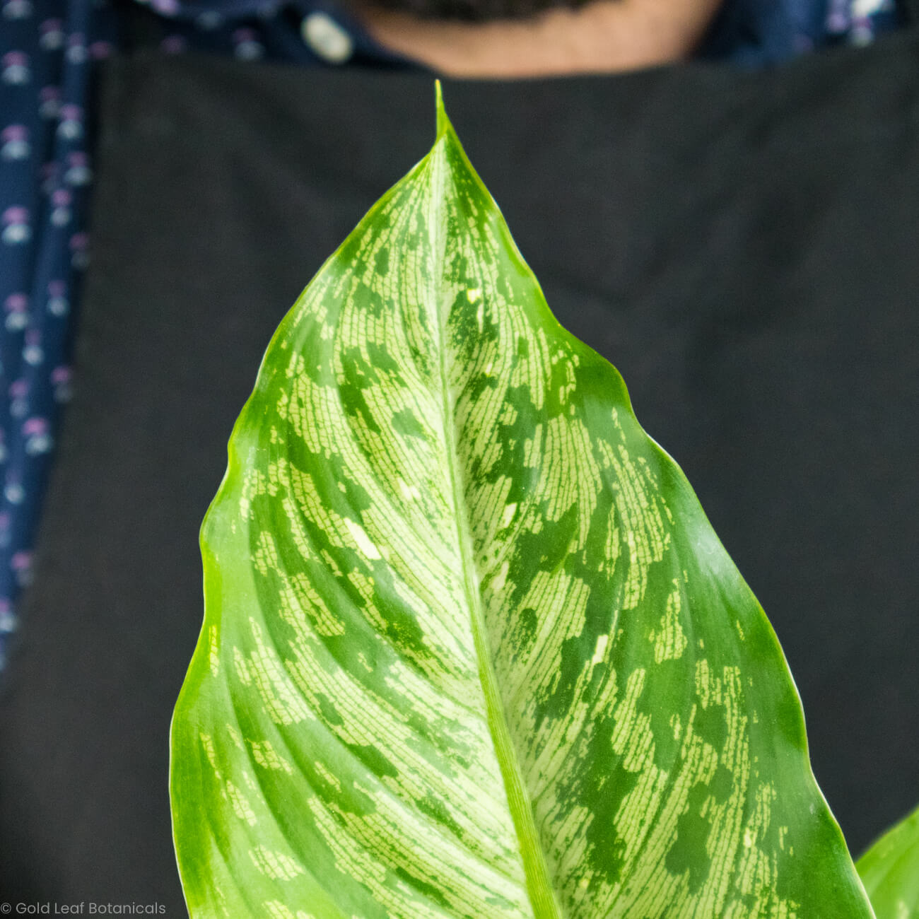 Dieffenbachia Tiki