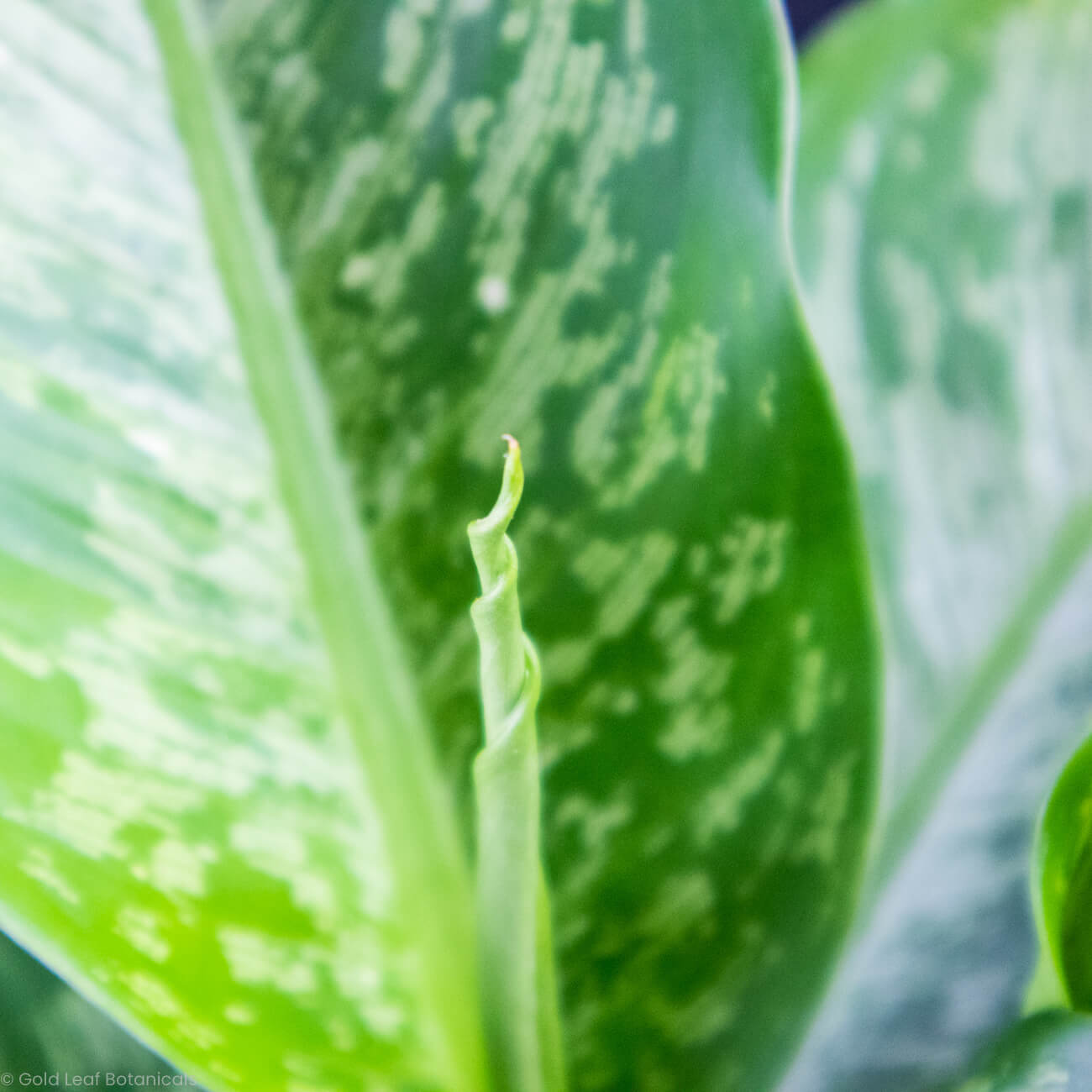 Dieffenbachia Tiki