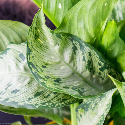 Dieffenbachia Tiki