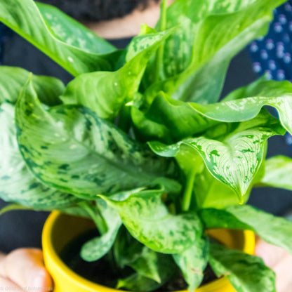 Dieffenbachia Tiki