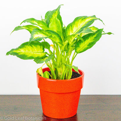 dieffenbachia camille yellow leaves Dieffenbachia Camille Care