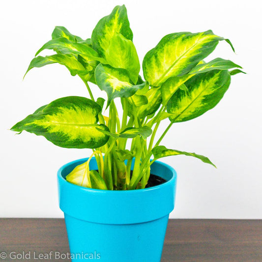 Dieffenbachia Camille - Gold Leaf Botanicals