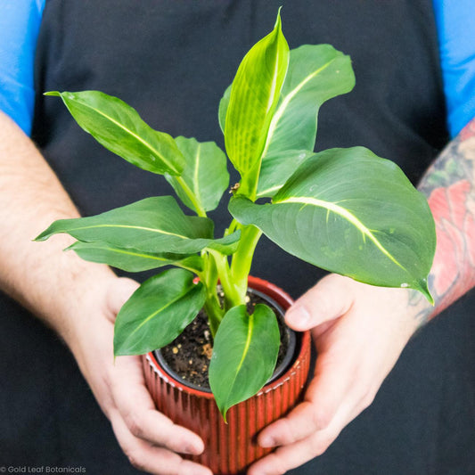 Dieffenbachia Green Magic - Gold Leaf Botanicals