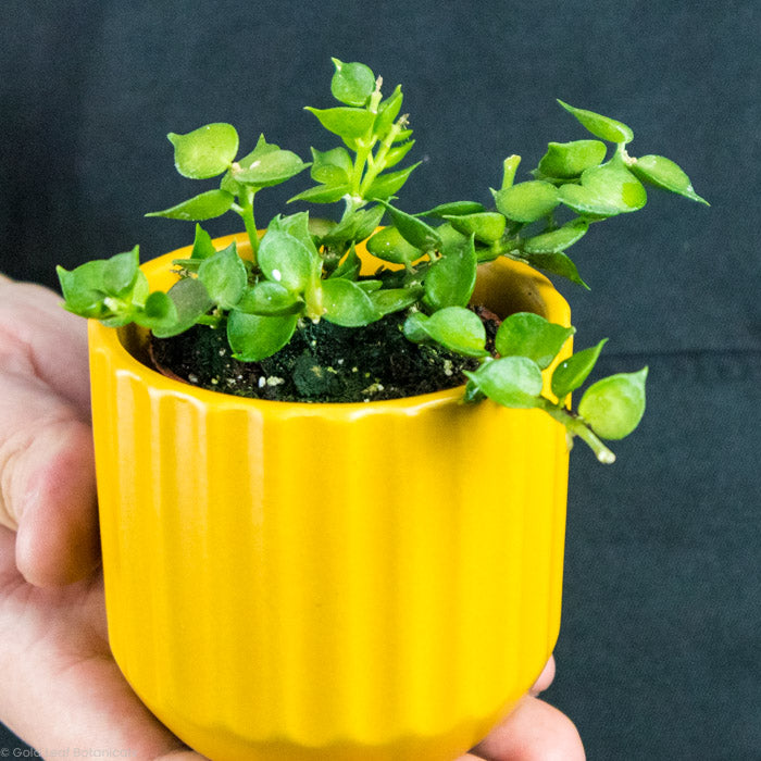 Dischidia Million Hearts in a cute yellow pot