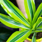 Dracena Lemon Lime