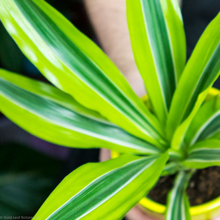 lemon lime dracaena humidity Dracena Lemon Lime Plant Care
