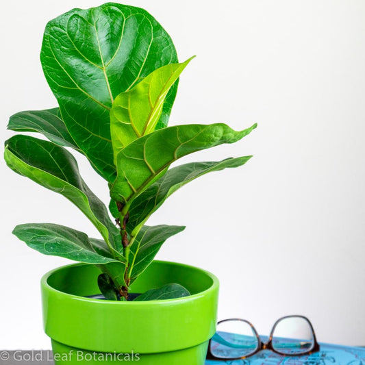 Dwarf Fiddle Leaf Fig (Bambino Fiddle Leaf) - Gold Leaf Botanicals