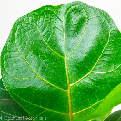 Dwarf Fiddle Leaf Fig (Bambino Fiddle Leaf) - Gold Leaf Botanicals