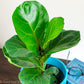 Dwarf Fiddle Leaf Fig (Bambino Fiddle Leaf) - Gold Leaf Botanicals