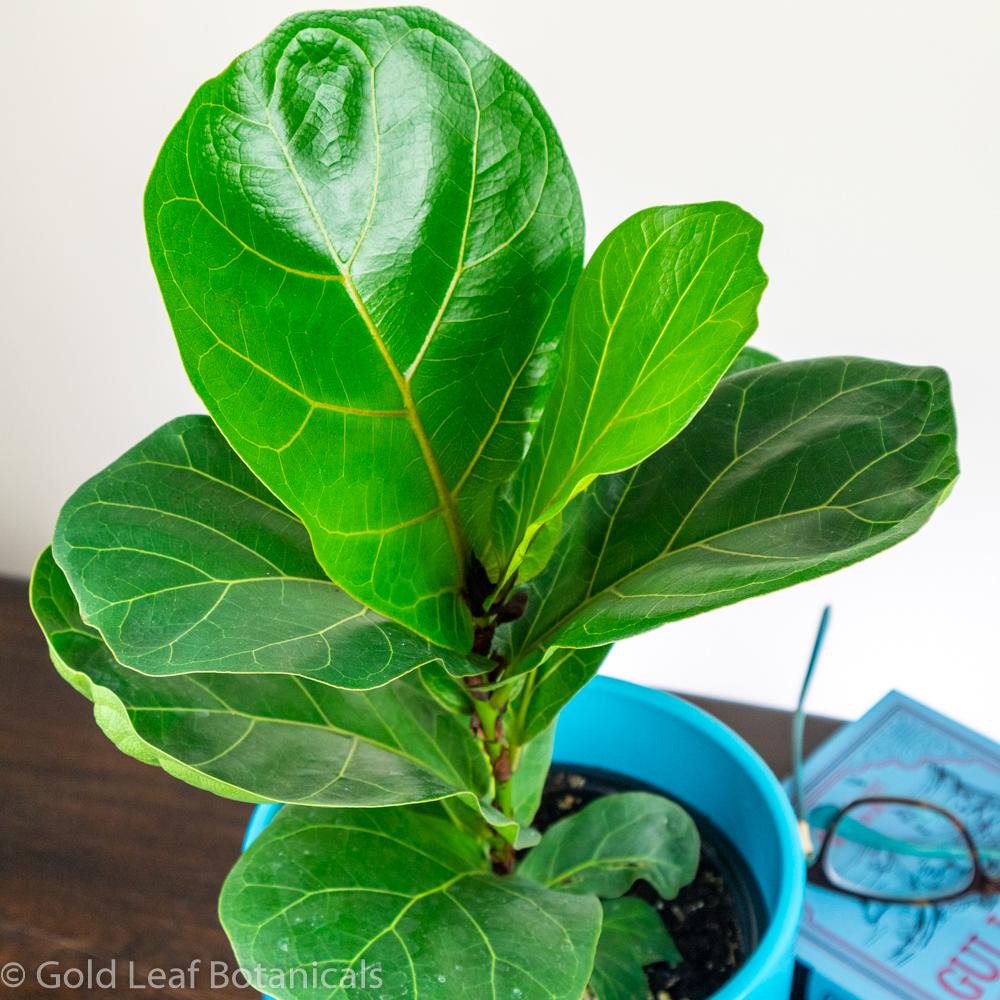 Dwarf Fiddle Leaf Fig (Bambino Fiddle Leaf) - Gold Leaf Botanicals